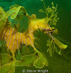 Leafy Seadragon,shot taken at Tumby Bay Sth Australia wit... by Steve Wright 